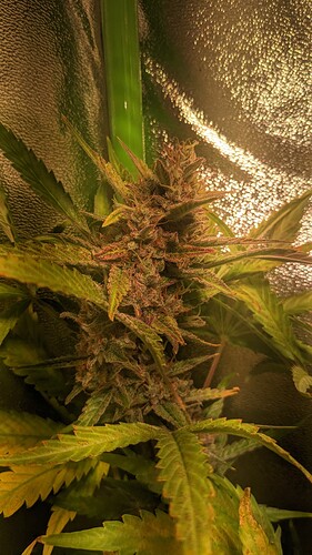 Growreport Bild 8