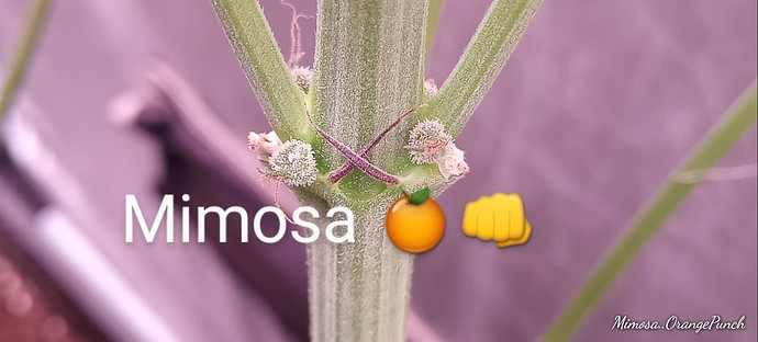 Growreport Bild 9