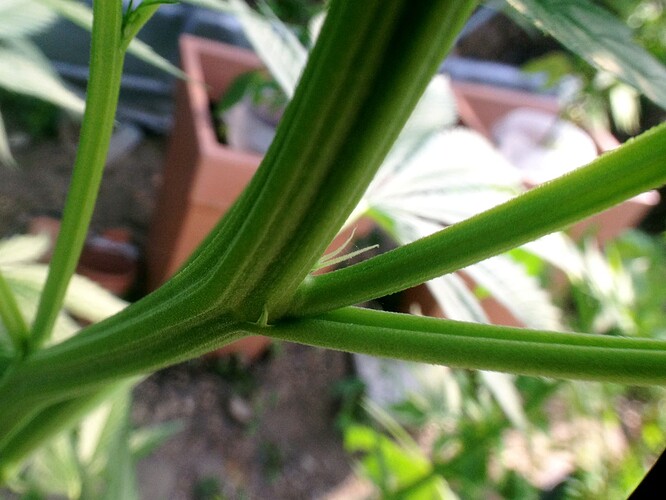 073_morgens_05_TF2vorbluete