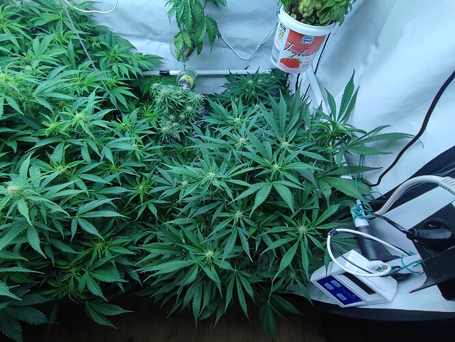 Growreport Bild 33
