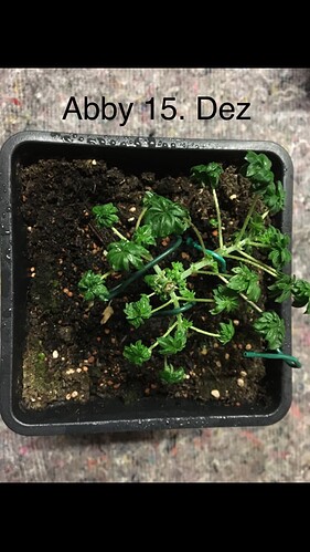Growreport Bild 2