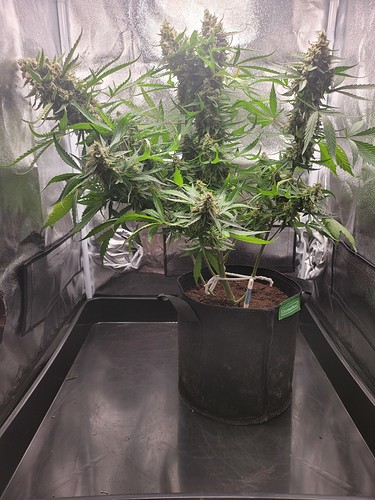 Growreport Bild 7