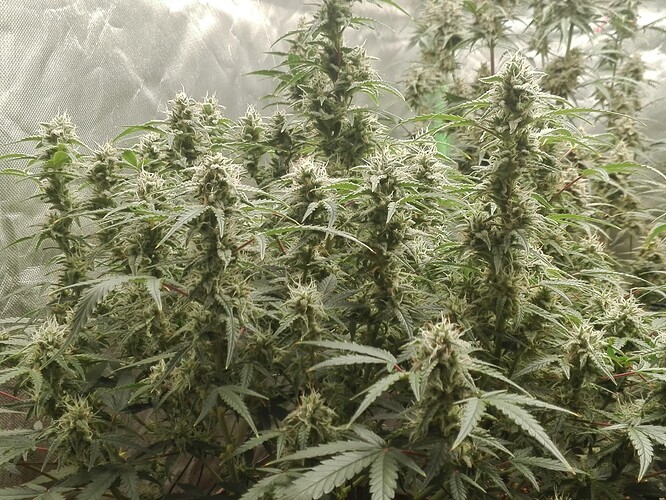 Growreport Bild 11