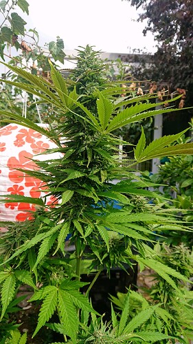 Growreport Bild 9
