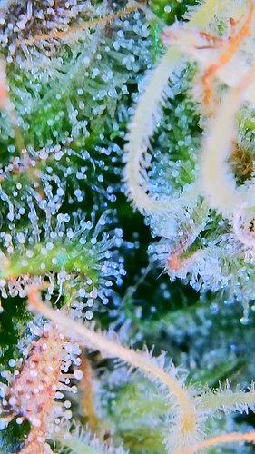 Growreport Bild 12