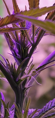 Growreport Bild 2