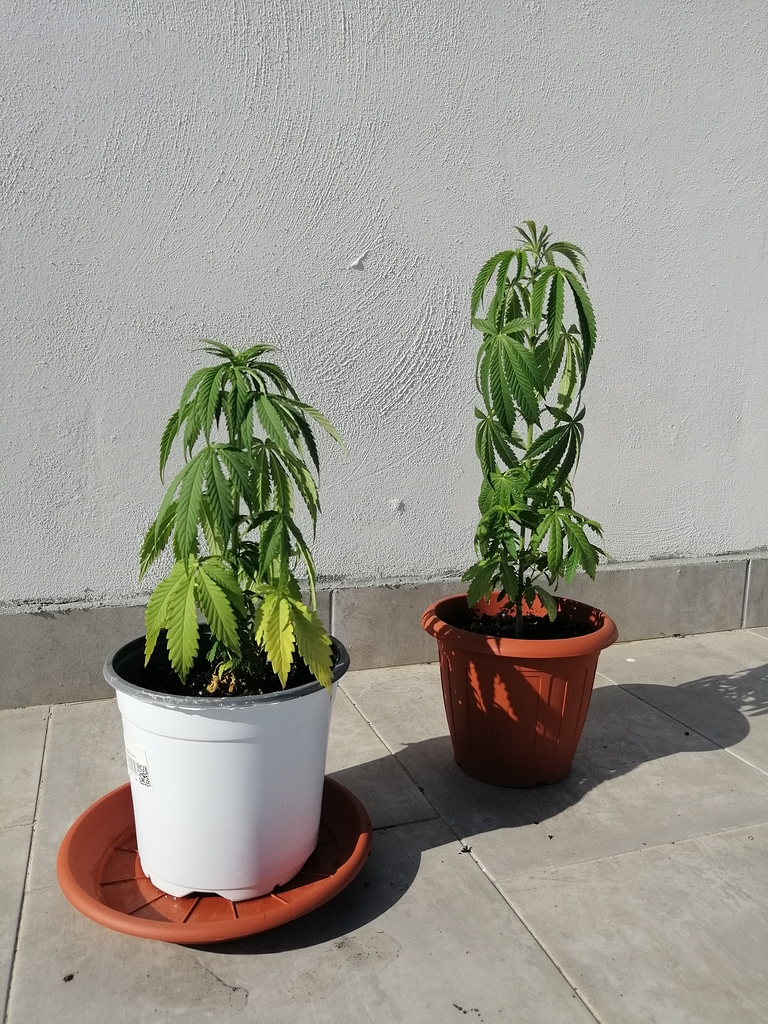 Hängende Blätter Wasser oder Hitzeproblem? Outdoor Growing Forum