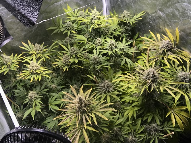 Growreport Bild 1