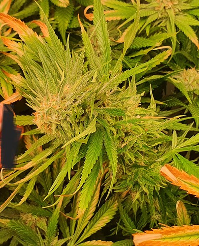 Growreport Bild 3