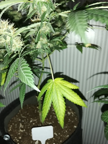 Growreport Bild 6