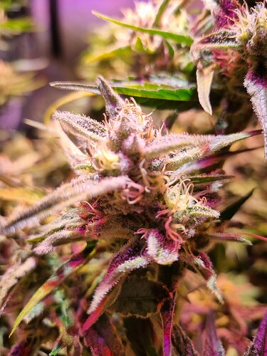 Growreport Bild 35