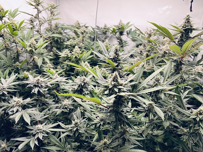 Growreport Bild 3