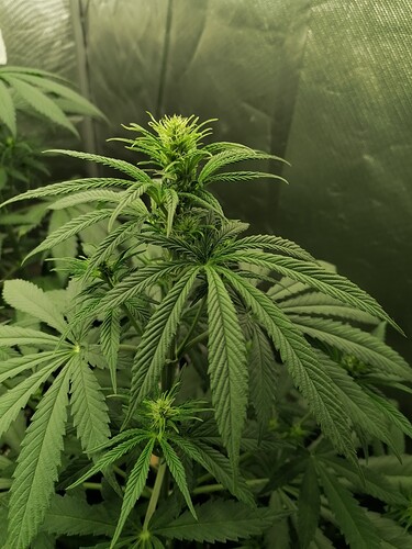Growreport Bild 3
