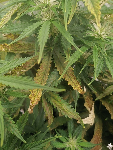 Growreport Bild 1