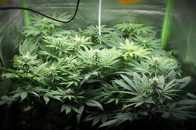 Growreport Bild 9