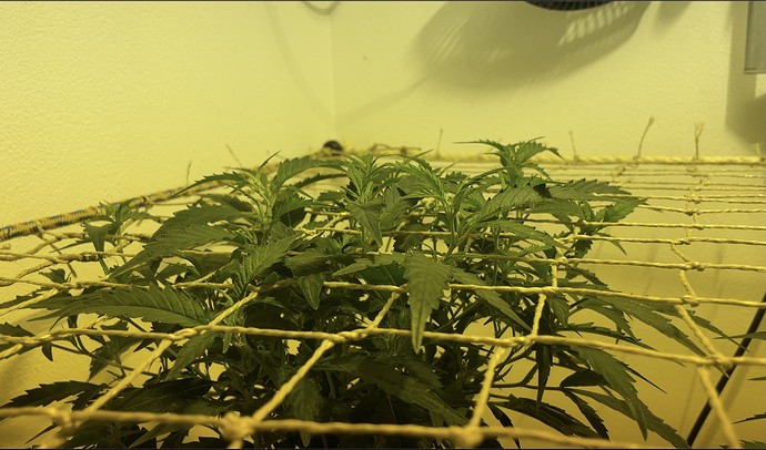 Growreport Bild 13