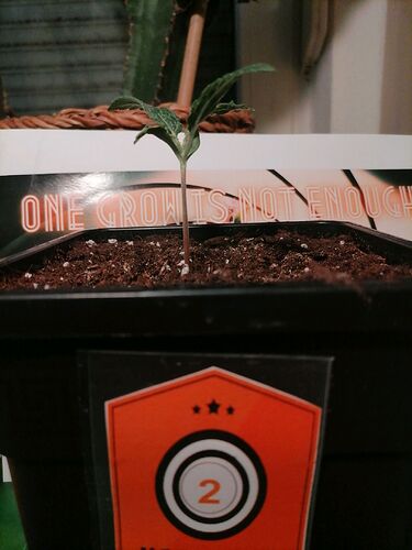 Growreport Bild 60
