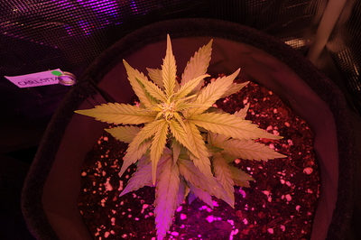 Eine junge Cannabispflanze in einem schwarzen Stofftopf, beleuchtet von violettem und rotem Licht. Ein kleines Namensschild mit der Aufschrift "CARLOTTA" ist am Topf befestigt.