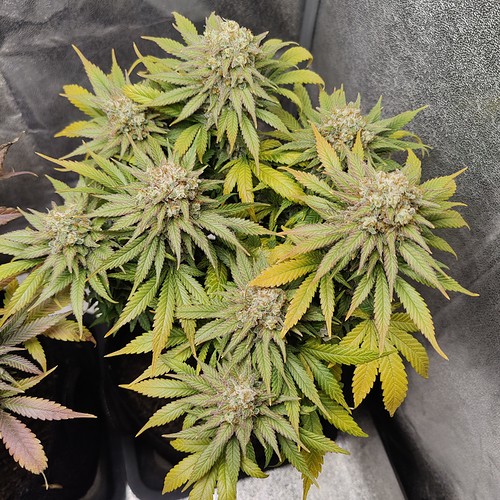 Growreport Bild 8