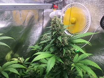 Growreport Bild 5