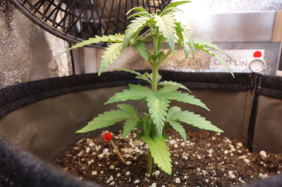 Eine junge Cannabispflanze in einem Vliesstofftopf, mit einem kleinen roten Markierungsstab im Boden.