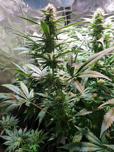 Growreport Bild 47