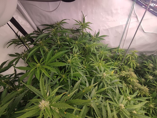 Growreport Bild 66