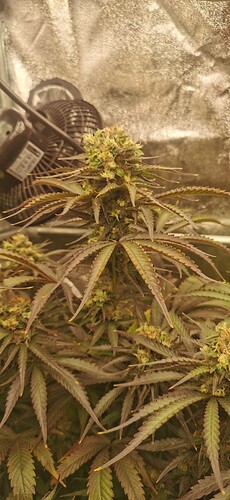 Growreport Bild 7