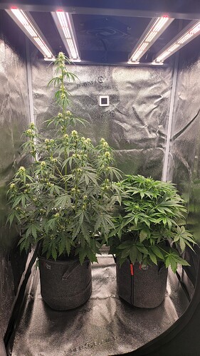 Growreport Bild 3