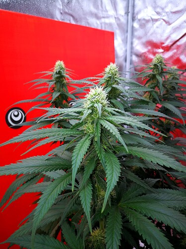 Growreport Bild 1