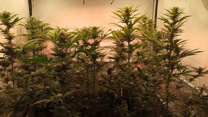 Growreport Bild 3