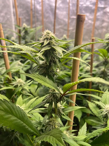 Growreport Bild 4