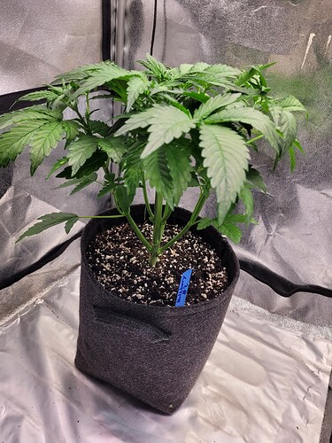 Growreport Bild 5