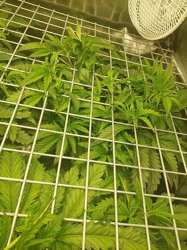 Growreport Bild 3