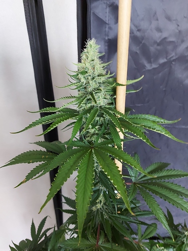 Growreport Bild 10