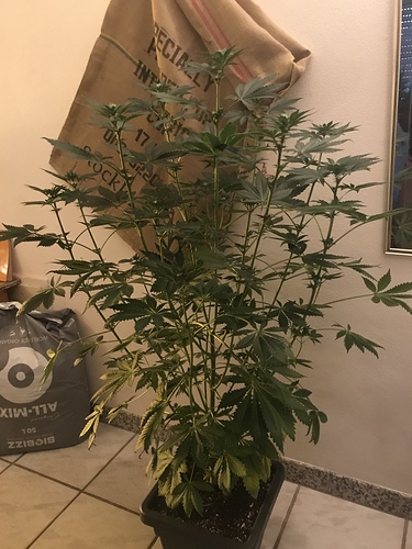 Growreport Bild 3