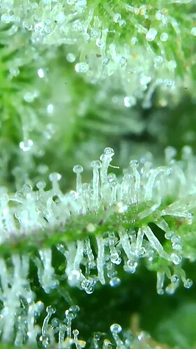 Growreport Bild 43