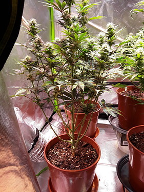 Growreport Bild 13
