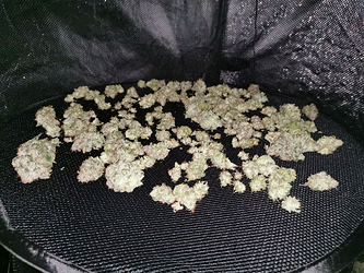 Growreport Bild 7