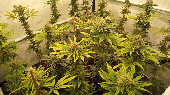 Growreport Bild 21