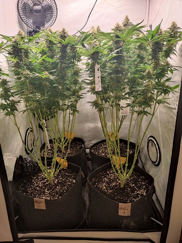 Growreport Bild 4