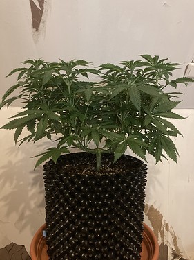 Growreport Bild 4