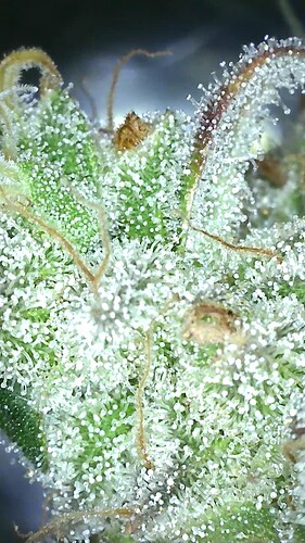 Growreport Bild 17