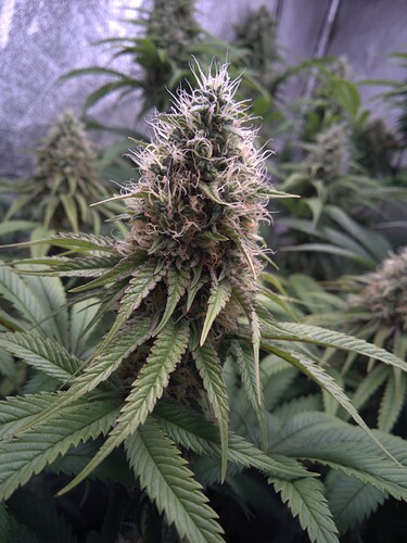 Growreport Bild 11