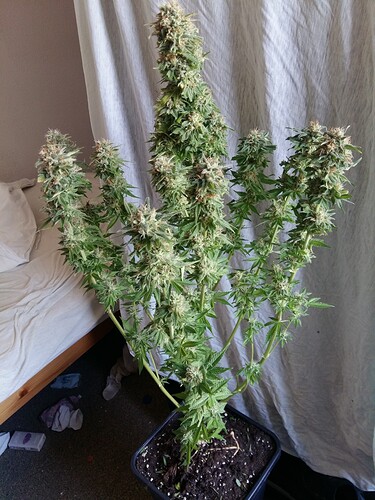 Growreport Bild 17