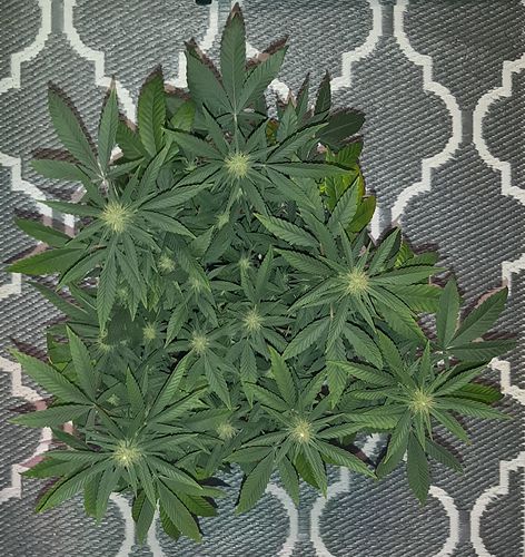Growreport Bild 5
