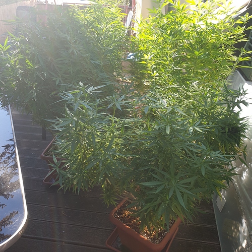 15979948291929180045282814631157