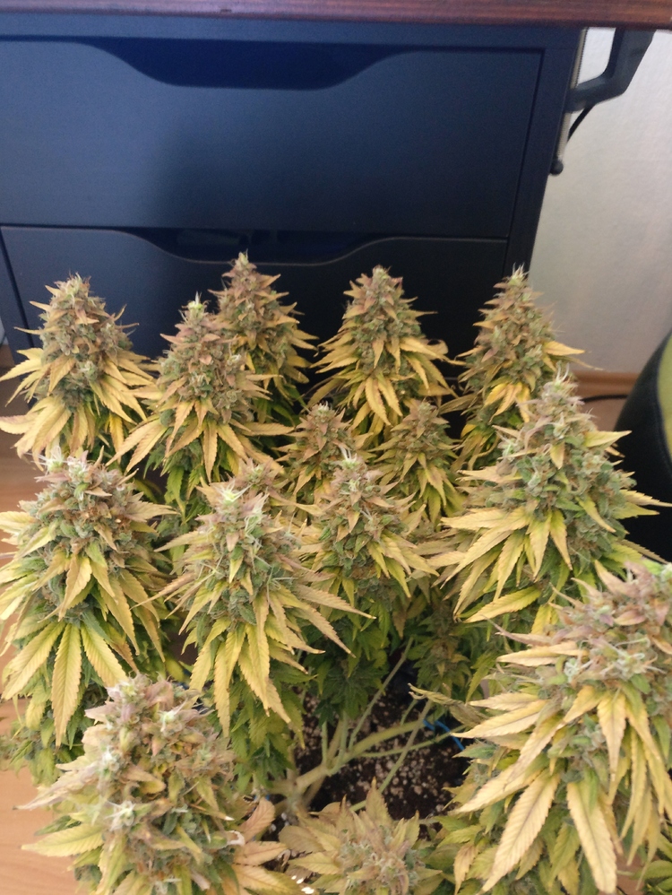 Afghani #1 - 2.Mini Indoor Grow - Pro Emit 60W DIY