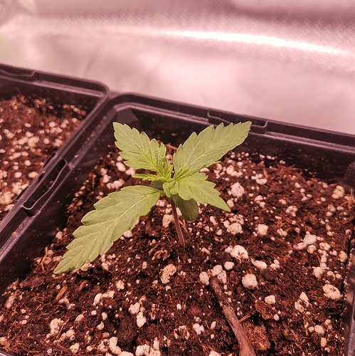 Growreport Bild 4