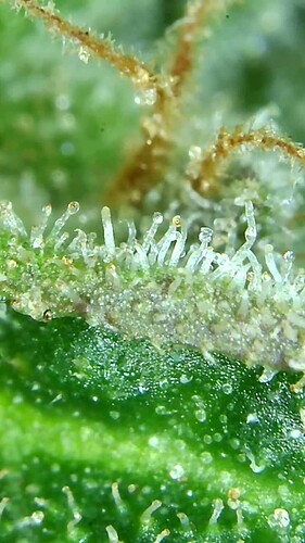 Growreport Bild 62